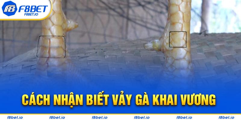 Cách nhận biết vảy gà khai vương chuẩn cho kê thủ