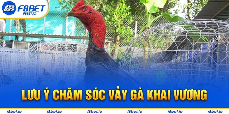 Lưu ý chăm sóc vảy gà khai vương không phải ai cũng biết