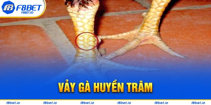 Vảy Gà Huyền Trâm – Cách Xem Cực Chuẩn Cho Người Mới 2024