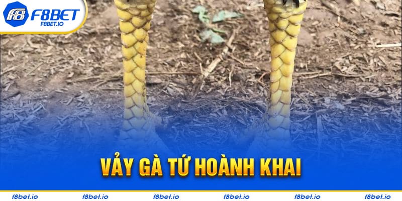 Vảy Gà Tứ Hoành Khai Và Những Điều Cần Biết 2024