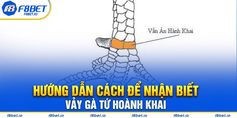Cách để nhận biết vảy gà tứ hoành khai dễ dàng