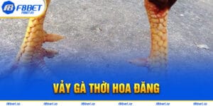 Vảy Gà Thới Hoa Đăng - Bí Kíp Lựa Chiến Kê Tốt F8bet