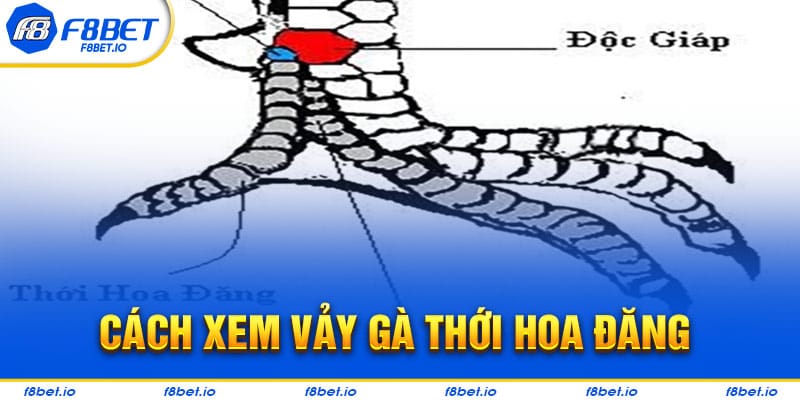 Xem vảy gà thới hoa đăng như thế nào?