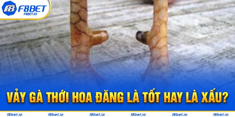 Chiến kê có vảy gà thới hoa đăng là tốt hay là xấu?