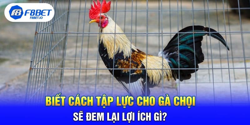 Biết Cách Tập Lực Cho Gà Chọi Sẽ Đem Lại Lợi Ích Gì?