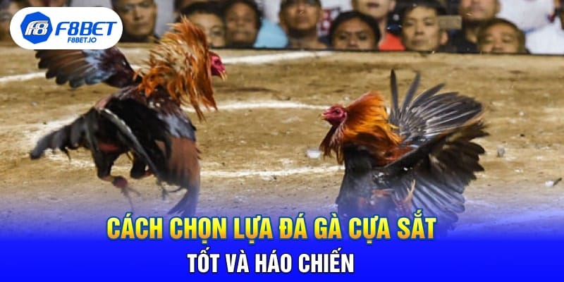 Cách Chọn Lựa Đá Gà Cựa Sắt Tốt Và Háo Chiến