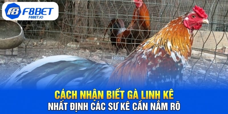 Cách Nhận Biết Gà Linh Kê Nhất Định Các Sư Kê Cần Nắm Rõ