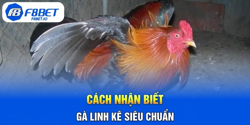 Cách Nhận Biết Gà Linh Kê Siêu Chuẩn Từ Tay Chơi Lâu Năm