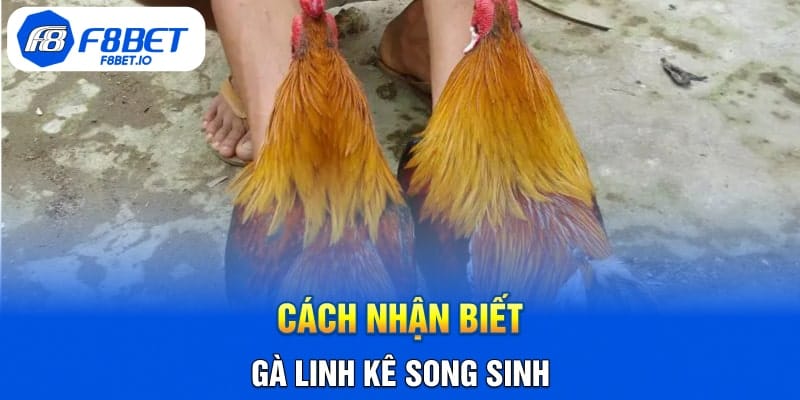 Cách Nhận Biết Gà Linh kê Song Sinh