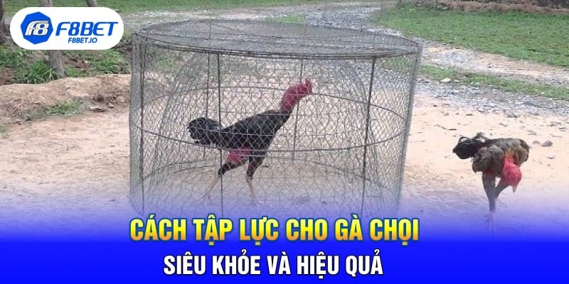 Cách Tập Lực Cho Gà Chọi Siêu Khỏe Và Hiệu Quả