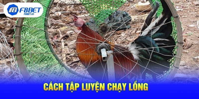 Cách Tập Luyện Chạy Lồng