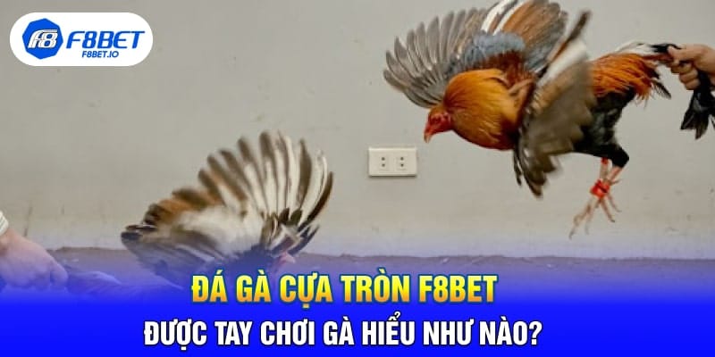Đá Gà Cựa Tròn F8BET Được Tay Chơi Gà Hiểu Như Nào?