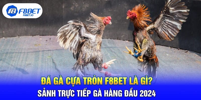 Đá Gà Cựa Tròn F8BET Là Gì? Sảnh Trực Tiếp Gà Hàng Đầu 2024