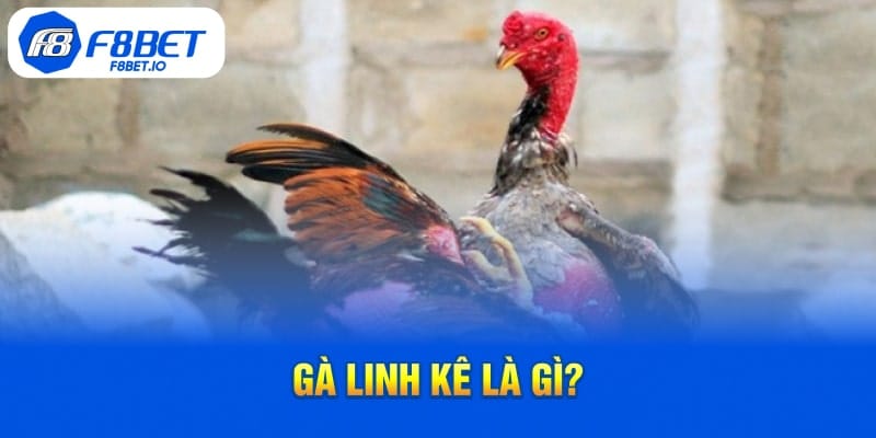 Gà Linh Kê Là Gì?