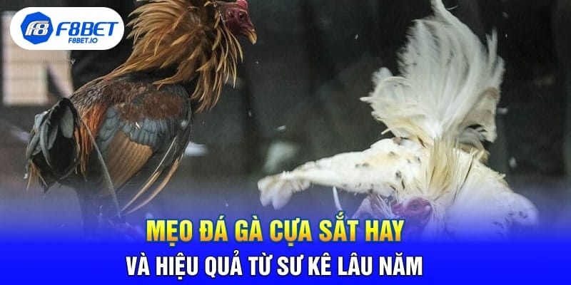 Mẹo Đá Gà Cựa Sắt Hay Và Hiệu Quả Từ Sư Kê Lâu Năm 
