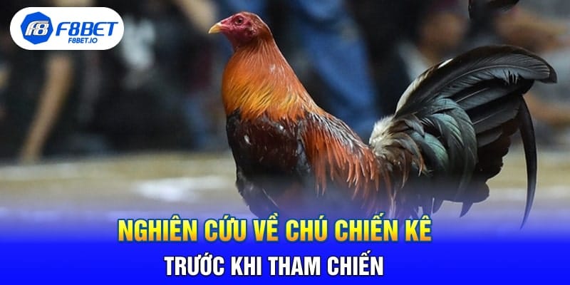 Nghiên Cứu Về Chú Chiến Kê Trước Khi Tham Chiến