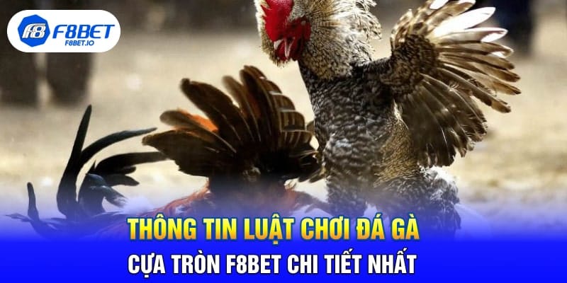 Kinh Nghiệm Chơi Đá Gà Cựa Tròn Từ Sư Kê Tại F8BET
