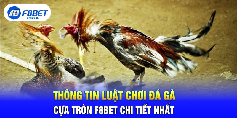 Thông Tin Luật Chơi Đá Gà Cựa Tròn F8BET Chi Tiết Nhất